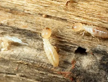 diagnostic termites